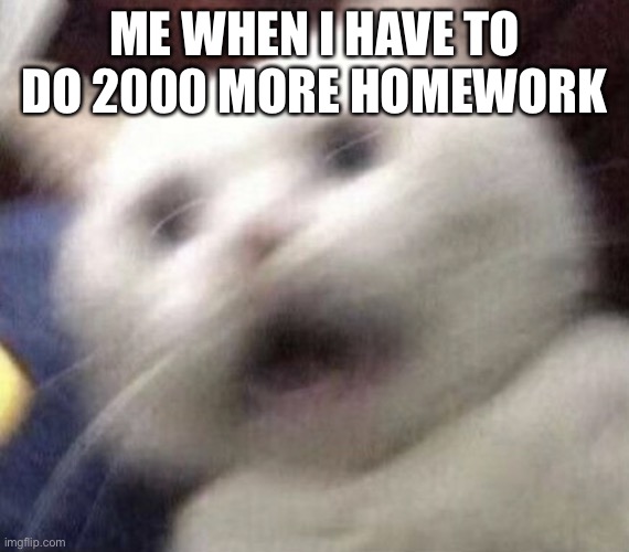 Cat shaking | ME WHEN I HAVE TO DO 2000 MORE HOMEWORK | image tagged in cat shaking | made w/ Imgflip meme maker