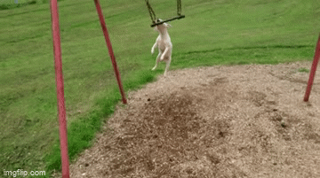 Dog swinging - Imgflip