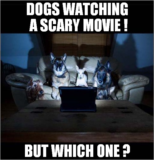 Suggestions Please ! | DOGS WATCHING  A SCARY MOVIE ! BUT WHICH ONE ? | image tagged in dogs,scary movie,suggestions | made w/ Imgflip meme maker