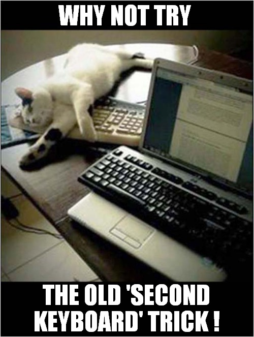 Are You Fed Up With Feline Interruptions While Working From Home ? | WHY NOT TRY; THE OLD 'SECOND KEYBOARD' TRICK ! | image tagged in cats,working from home,keyboard,tricks | made w/ Imgflip meme maker