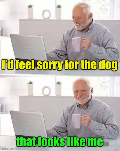 Hide the Pain Harold Meme | I’d feel sorry for the dog that looks like me | image tagged in memes,hide the pain harold | made w/ Imgflip meme maker