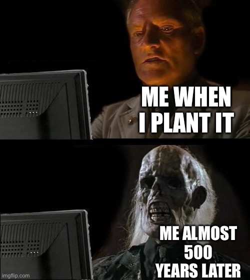 I'll Just Wait Here Meme | ME WHEN I PLANT IT ME ALMOST 500 YEARS LATER | image tagged in memes,i'll just wait here | made w/ Imgflip meme maker