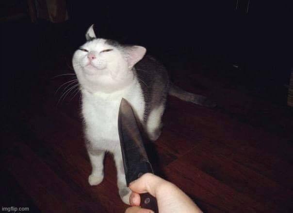 image tagged in smug cat knife | made w/ Imgflip meme maker