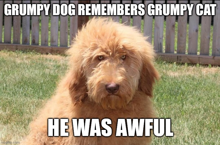 Grumpy Dog remembers Grumpy Cat. He was awful. | GRUMPY DOG REMEMBERS GRUMPY CAT; HE WAS AWFUL | image tagged in grumpy dog,grumpy cat | made w/ Imgflip meme maker