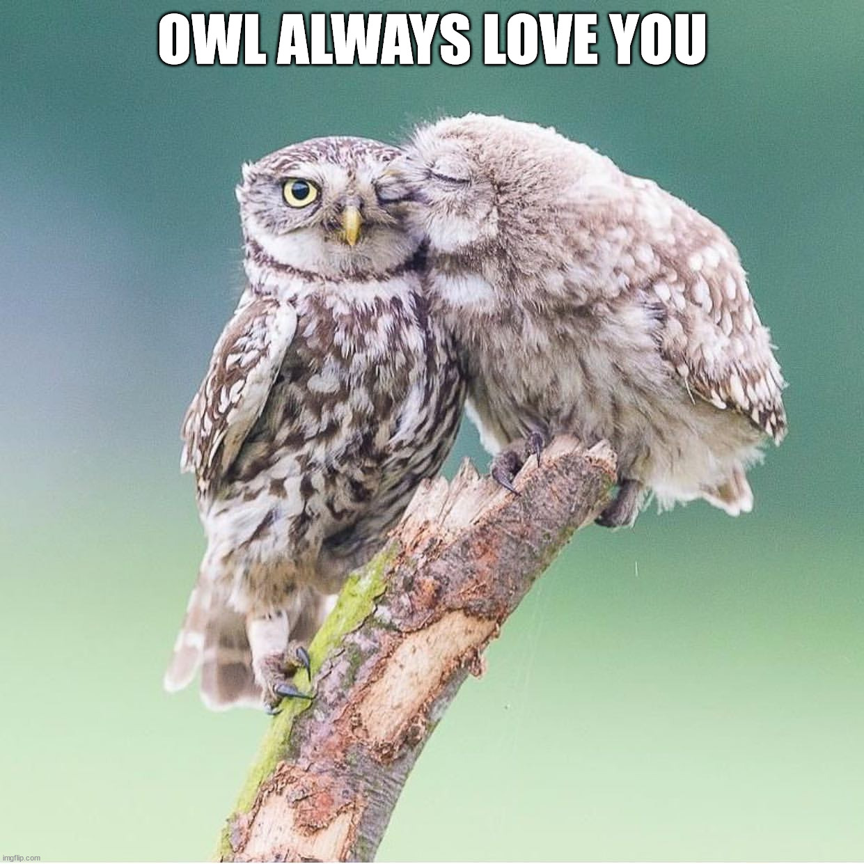 OWL ALWAYS LOVE YOU | image tagged in eye roll | made w/ Imgflip meme maker
