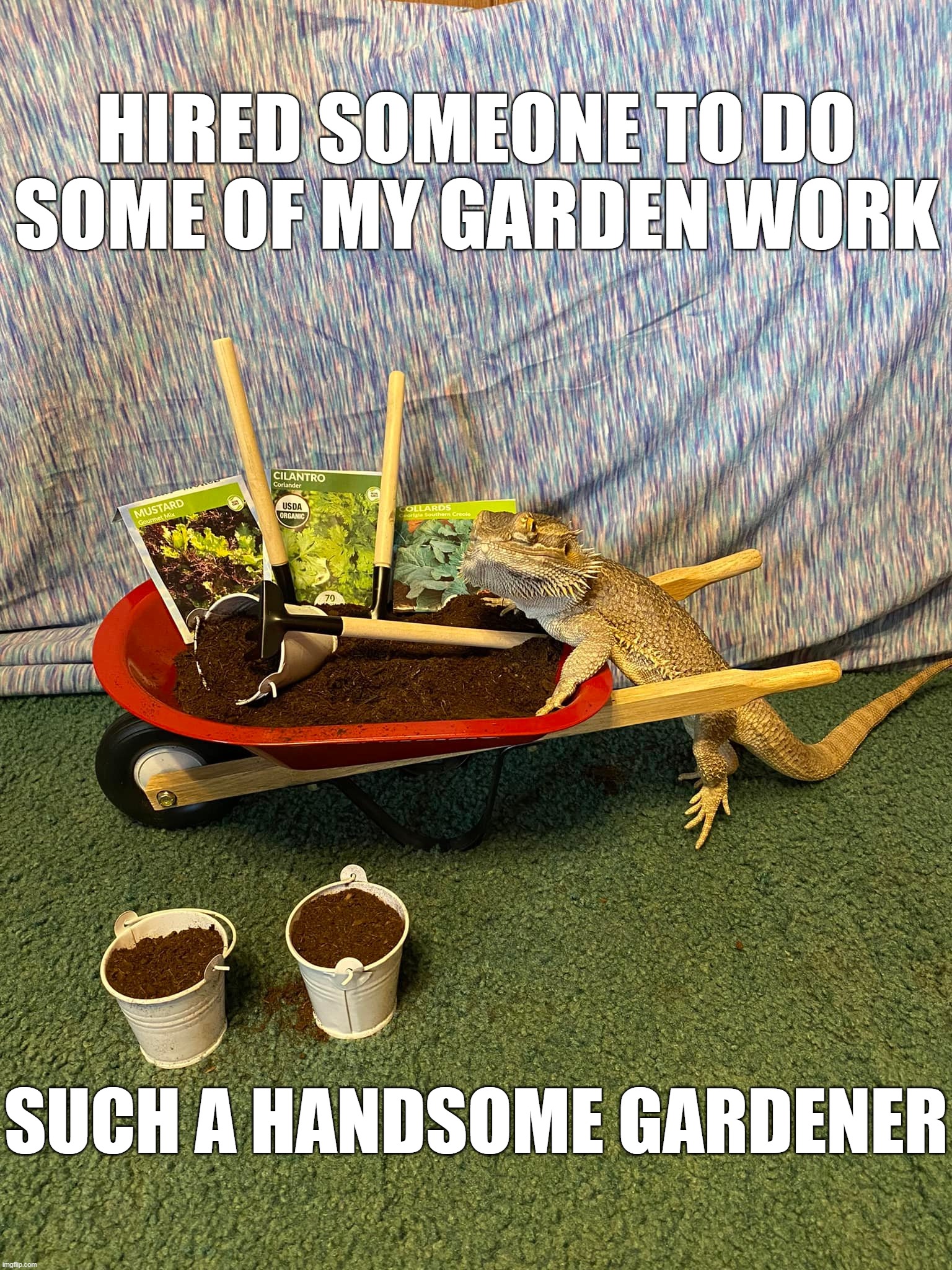 HIRED SOMEONE TO DO SOME OF MY GARDEN WORK; SUCH A HANDSOME GARDENER | image tagged in meme,memes,humor,animals | made w/ Imgflip meme maker