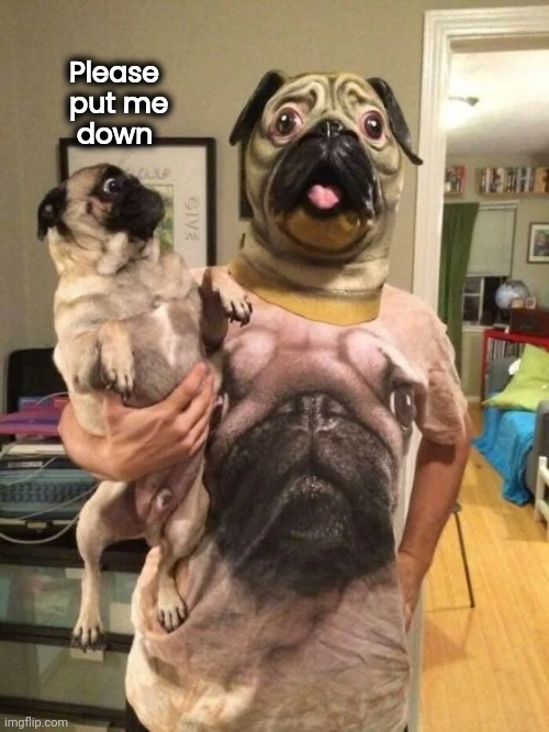 Whatever this is , Hell no ! | Please
       put me
        down | image tagged in funny dog memes,cosplay,well yes but actually no,ugly guy,hiding | made w/ Imgflip meme maker