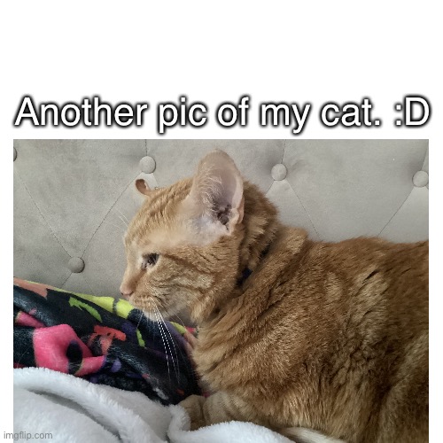 maybe someone could draw it?? I dunno | Another pic of my cat. :D | image tagged in mix,is,watching,you | made w/ Imgflip meme maker