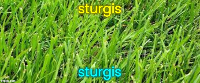 grass | sturgis sturgis | image tagged in grass | made w/ Imgflip meme maker