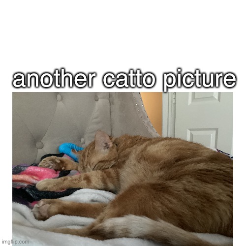 meh, i keep sending in pictures of my cat, idk why. | another catto picture | image tagged in cats | made w/ Imgflip meme maker