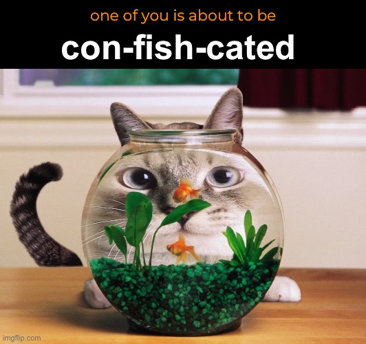 Fishy Behavior | one of you is about to be; con-fish-cated | image tagged in funny memes,dad jokes,eyeroll | made w/ Imgflip meme maker