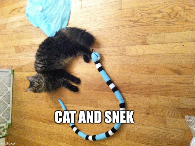 Snekkkk |  CAT AND SNEK | made w/ Imgflip meme maker