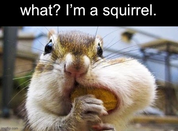 what? I’m a squirrel. | made w/ Imgflip meme maker