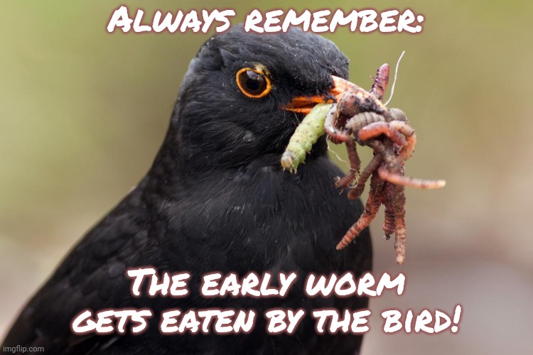 Fools rush in. | Always remember:; The early worm gets eaten by the bird! | image tagged in bird brought snacks,predator,food,carnivores | made w/ Imgflip meme maker