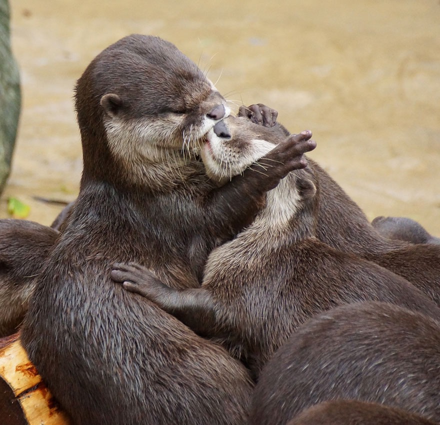 Otterly Adorable | image tagged in awesome,pics,photography | made w/ Imgflip meme maker