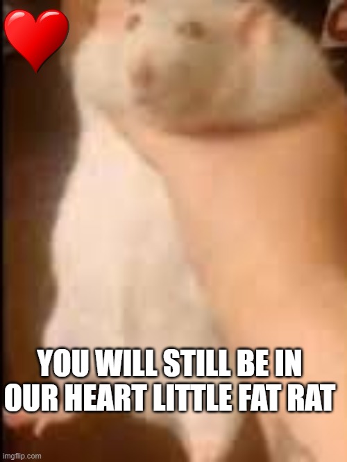 ratsssssssssssssssssssssssssssssssssssssssssssssssssssssssssssssssssssssssssssssssssssssssssssssssssssssssssssssssssssssssssssss | YOU WILL STILL BE IN OUR HEART LITTLE FAT RAT | image tagged in rat strangulation | made w/ Imgflip meme maker