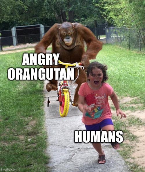 Orangutan chasing girl on a tricycle | ANGRY ORANGUTAN HUMANS | image tagged in orangutan chasing girl on a tricycle | made w/ Imgflip meme maker