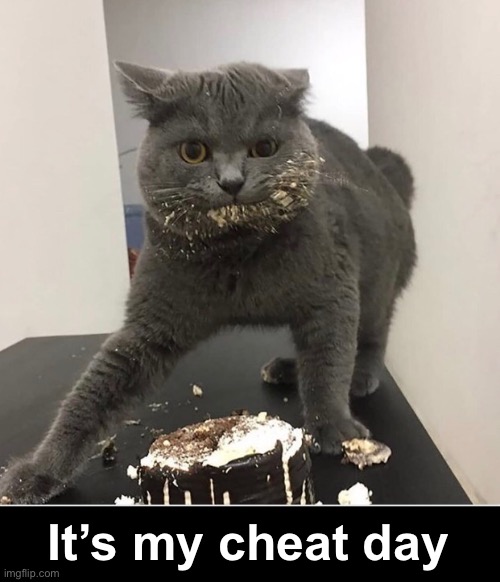 Eating whatever I want today | It’s my cheat day | image tagged in funny memes,funny cat memes | made w/ Imgflip meme maker