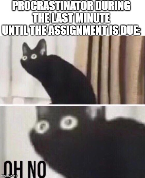 Oh no cat | PROCRASTINATOR DURING THE LAST MINUTE UNTIL THE ASSIGNMENT IS DUE: | image tagged in oh no cat | made w/ Imgflip meme maker