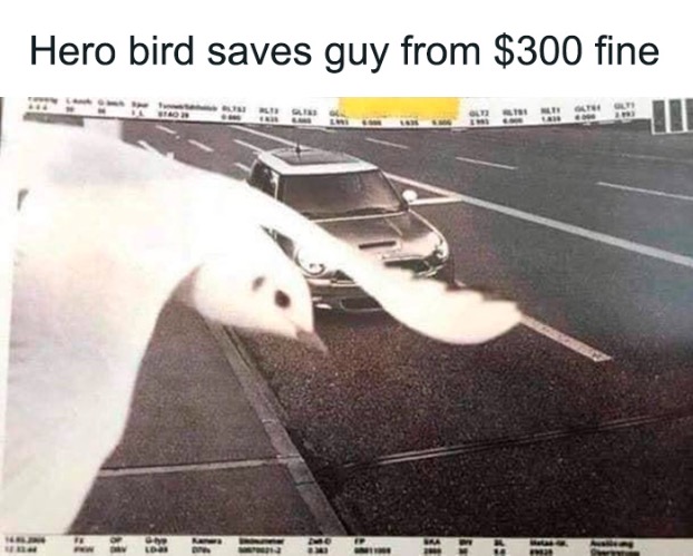 Way to go, bird! | image tagged in funny memes,repost | made w/ Imgflip meme maker