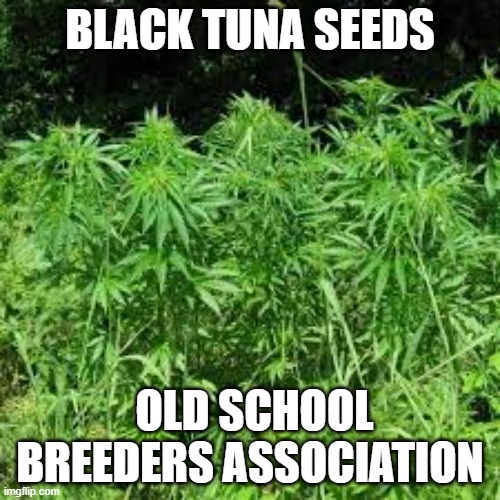 Black Tuna Seed | Old School Breeders Association | BLACK TUNA SEEDS; OLD SCHOOL BREEDERS ASSOCIATION | image tagged in black tuna seed | made w/ Imgflip meme maker
