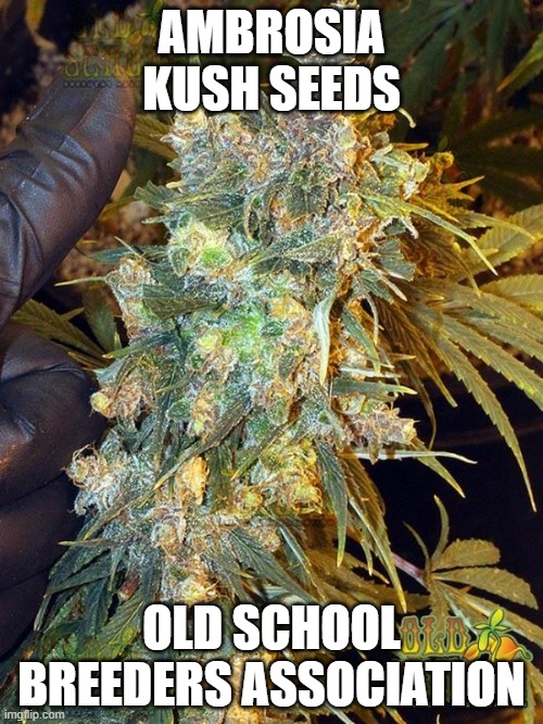 Ambrosia Kush Seeds - Old School Breeders Association | AMBROSIA KUSH SEEDS; OLD SCHOOL BREEDERS ASSOCIATION | image tagged in ambrosia kush seeds | made w/ Imgflip meme maker