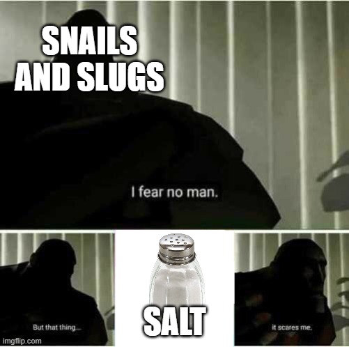 Poor snails and slugs. | SNAILS AND SLUGS; SALT | image tagged in i fear no man,snail,slug,salt | made w/ Imgflip meme maker