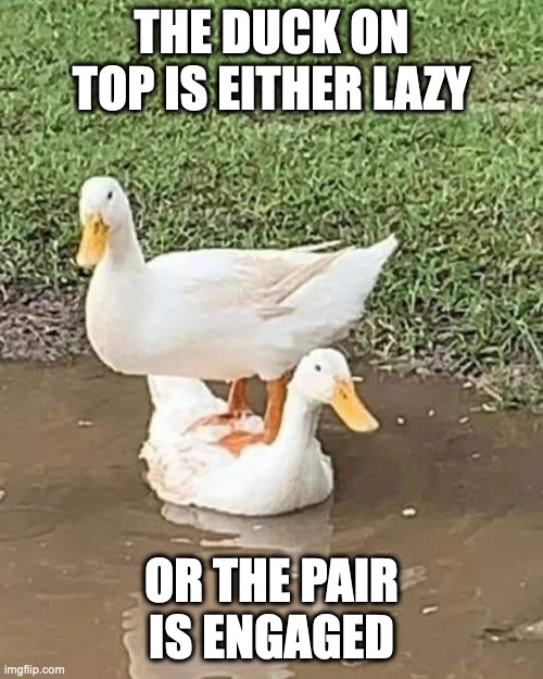 Duck on Top of Another | THE DUCK ON TOP IS EITHER LAZY; OR THE PAIR IS ENGAGED | image tagged in duck,memes,funny | made w/ Imgflip meme maker