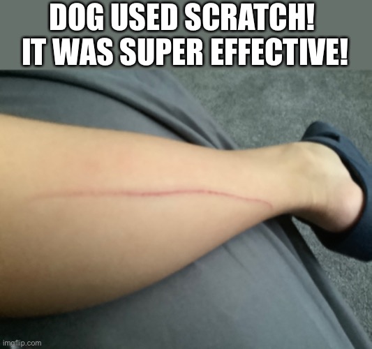 Holy crap. Extra notes: I ONLY WENT OUTSIDE! | DOG USED SCRATCH! 
IT WAS SUPER EFFECTIVE! | image tagged in pain | made w/ Imgflip meme maker
