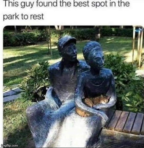 Nice spot!! | image tagged in cats,park | made w/ Imgflip meme maker