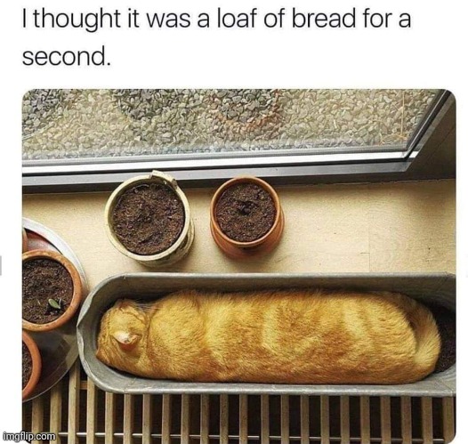 image tagged in cats,bread | made w/ Imgflip meme maker