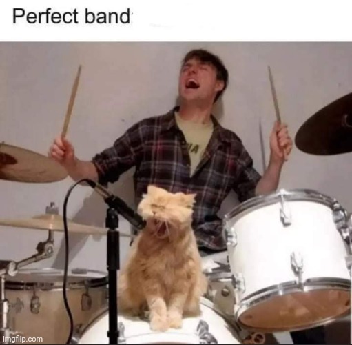 image tagged in band,cats,perfect,drummer | made w/ Imgflip meme maker