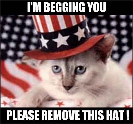 A Cat's 4th of July Plea ! | I'M BEGGING YOU; PLEASE REMOVE THIS HAT ! | image tagged in cats,4th of july,please,american flag | made w/ Imgflip meme maker