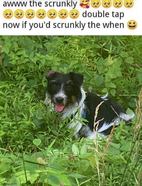 My dog chillin | image tagged in aww the scrunkly | made w/ Imgflip meme maker