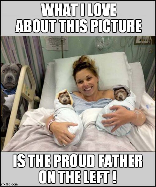 A Weird Family Photo ! | WHAT I LOVE ABOUT THIS PICTURE; IS THE PROUD FATHER
ON THE LEFT ! | image tagged in dogs,weird,family photo | made w/ Imgflip meme maker