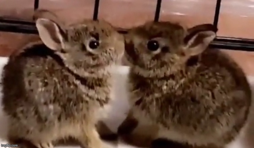 just wanted to share ^^ | made w/ Imgflip meme maker