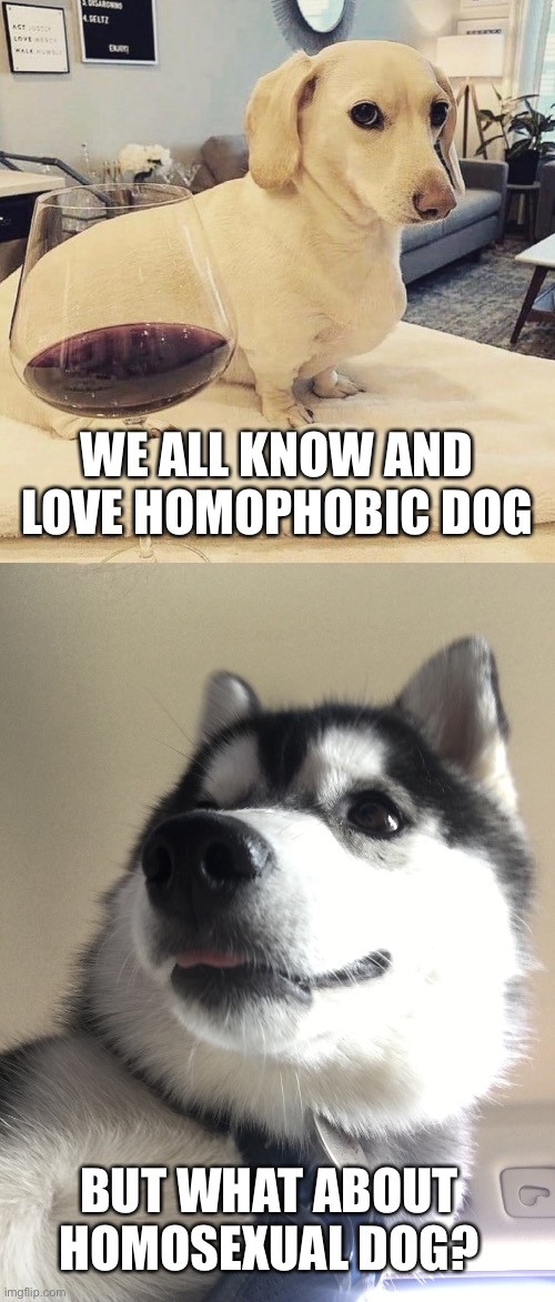 Tell me what you think of him | WE ALL KNOW AND LOVE HOMOPHOBIC DOG; BUT WHAT ABOUT HOMOSEXUAL DOG? | image tagged in homophobic dog | made w/ Imgflip meme maker