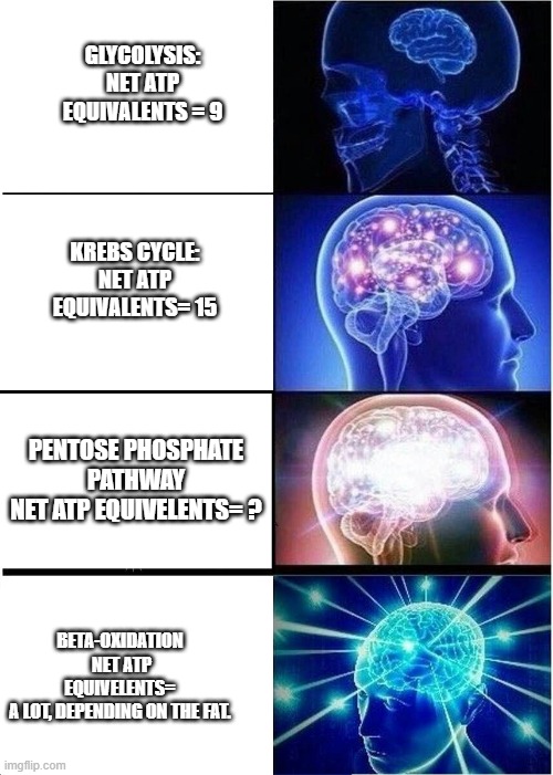 Expanding Brain Meme | GLYCOLYSIS:
NET ATP EQUIVALENTS = 9; KREBS CYCLE:
NET ATP EQUIVALENTS= 15; PENTOSE PHOSPHATE PATHWAY
NET ATP EQUIVELENTS= ? BETA-OXIDATION 
NET ATP EQUIVELENTS= 
A LOT, DEPENDING ON THE FAT. | image tagged in memes,expanding brain | made w/ Imgflip meme maker