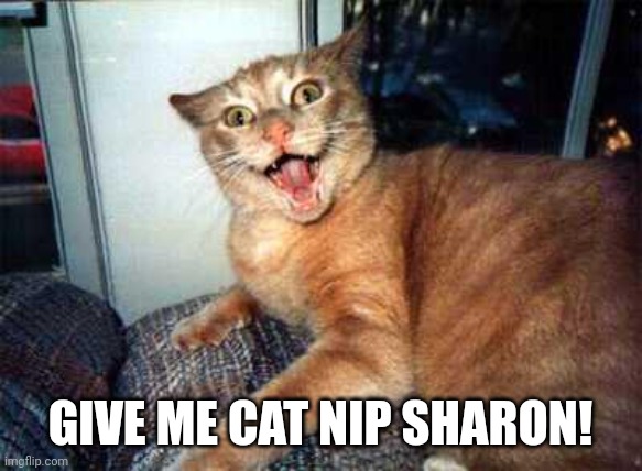 I think that cat had too much | GIVE ME CAT NIP SHARON! | image tagged in crazy cat,cat | made w/ Imgflip meme maker