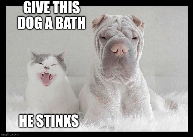 That dog does not look happy | GIVE THIS DOG A BATH; HE STINKS | image tagged in dog and cat annoyed,dog,cat | made w/ Imgflip meme maker