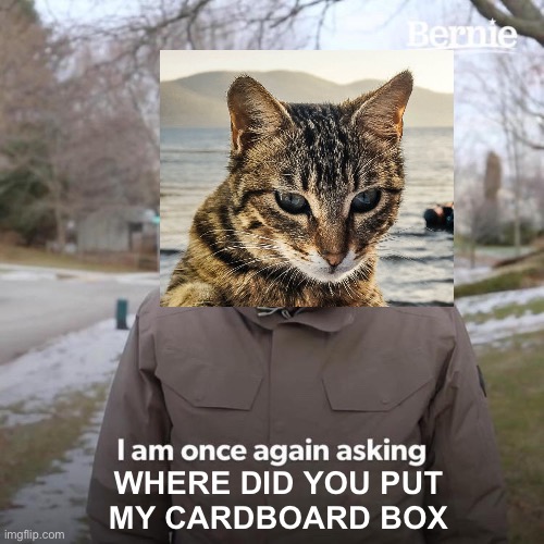 Yo you | WHERE DID YOU PUT
MY CARDBOARD BOX | image tagged in memes,bernie i am once again asking for your support,cats,cat,mad cat,box | made w/ Imgflip meme maker