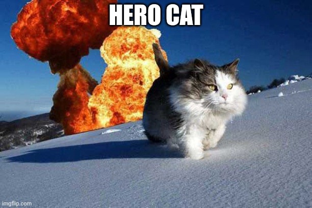 Hero kitty | HERO CAT | image tagged in action hero cat | made w/ Imgflip meme maker