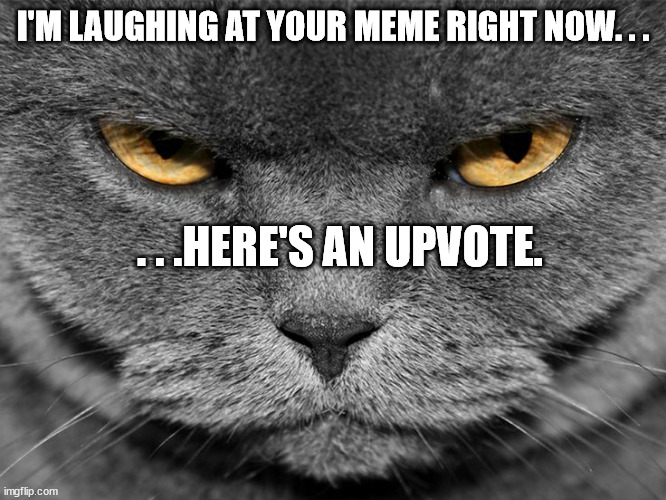 grumpy graey cat | I'M LAUGHING AT YOUR MEME RIGHT NOW. . . . . .HERE'S AN UPVOTE. | image tagged in grumpy graey cat | made w/ Imgflip meme maker