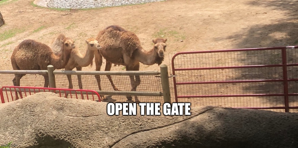 Open. The. Gate. | OPEN THE GATE | image tagged in open the gate a little | made w/ Imgflip meme maker