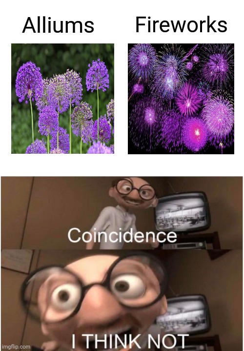 Alliums (flowers) looking like fireworks |  Alliums; Fireworks | image tagged in coincidence i think not,they're the same picture,funny,memes,fireworks,blank white template | made w/ Imgflip meme maker