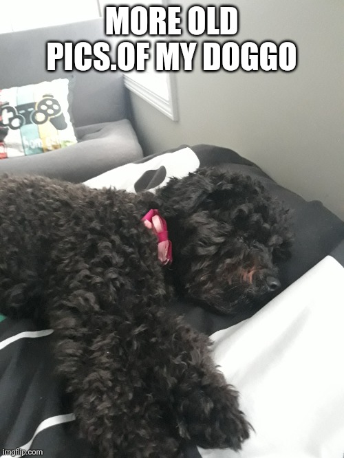 MORE OLD PICS.OF MY DOGGO | made w/ Imgflip meme maker