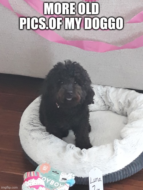 MORE OLD PICS.OF MY DOGGO | made w/ Imgflip meme maker