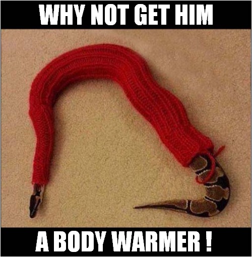 Don't Know What To Buy Your Favourite Snake For His Birthday ? |  WHY NOT GET HIM; A BODY WARMER ! | image tagged in snake,birthday,gift,body warmer | made w/ Imgflip meme maker