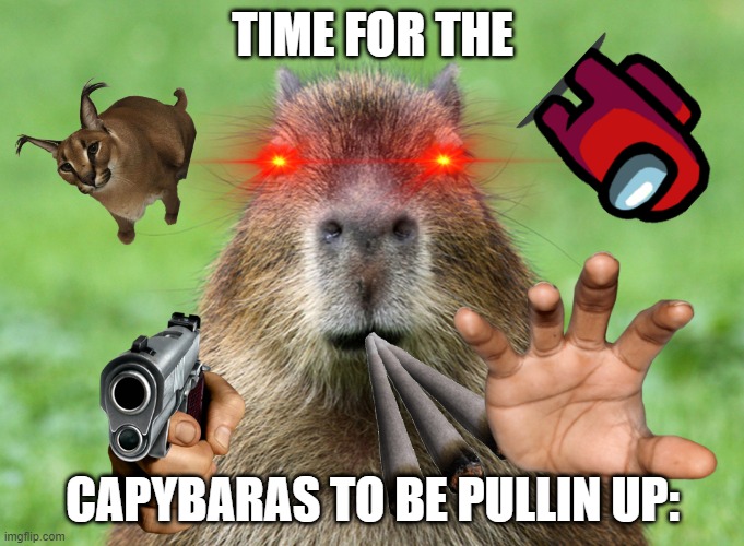 capybaras pullin up | TIME FOR THE; CAPYBARAS TO BE PULLIN UP: | image tagged in capybara is not amused | made w/ Imgflip meme maker