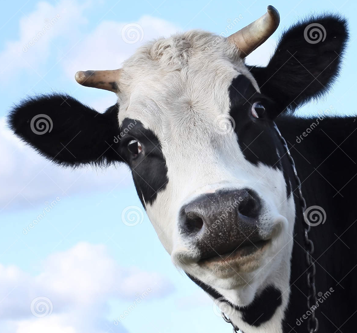 cow Blank Meme Template